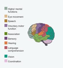 Language And Our Brains Kidspressmagazine Com Science For Kids Language Behavioral Science