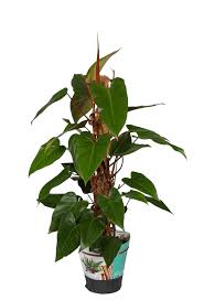 Wenn ihre pflege allerdings so gut anschlägt, dass es doch zur blütenbildung kommt, können sie sie einfach abschneiden, da sie sehr unangenehm riechen. Philodendron Red Smaragd Florastore