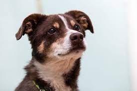 hunde tierheim paradiesli