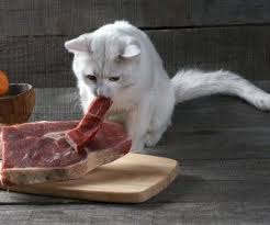 Katzenfutter Selber Kochen Leckeres Mit Geflugel Katzen Futter Katzen Futter Rezepte Katzen Ernahrung