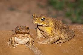 Are cane toads the most disliked animal in the world? - Chemwatch