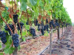 Tăierile la vita de vie se clasifică după mai multe criterii: Butasi Vita De Vie Anunturi Buzau Agricole Produse