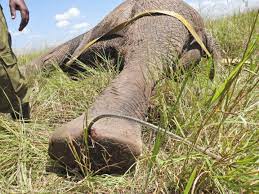 It started with a phone call. Seven elephants were reported stuck in the  mud on the community side of the 164km West Laikipia fence near Pesi. When  the Space for Giants team