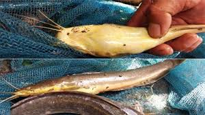 Umpan ikan lele instan memang sudah banyak tersedia di berbagai toko alat pancing dan toko ikan. Penanganan Kasus Penyakit Ikan Di Kelompok Penatih Lestari Perikanan Denpasarkota Go Id