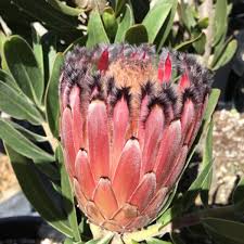 Image result for Protea micans