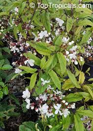 Image result for Clerodendrum abilioi