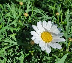 Image result for Argyranthemum frutescens