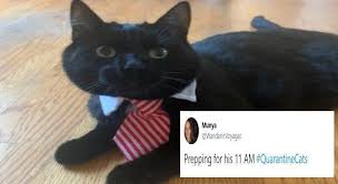 Cats In Ties Is The New Dress Code For Cats Working From Home In 2020 Cat Work Happy Birthday Funny Cats Kittens Funny