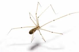 ¿esa araña que tengo en casa es peligrosa?: Arana Patona Conoce Sus Caracteristicas Y Mucho Mas
