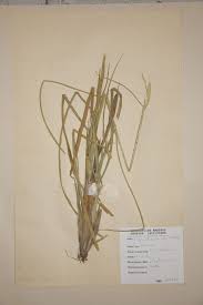 Image result for Oryza barthii