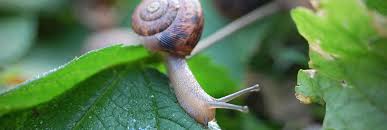 How to keep snails out of vegetable garden. How To Keep Snails And Slugs Away From The Garden Zones