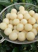 Berikut resep cimol anti meledak ala rumahan. 369 Resep Cimol Anti Gagal Anti Meledak Enak Dan Sederhana Ala Rumahan Cookpad