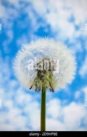 Choose resolution & download this wallpaper . White Dandelion Seed Head On Cloudy Sky Background Selective Focus Stock Photo Alamy