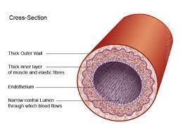 Learn all about the anatomy and physiology of the human heart with an interactive diagram and detailed descriptions of the organ and its parts. Arteries Veins And Capillaries Revision Notes In A Level And Ib Health Social Care