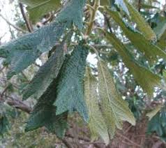 Image result for Tarchonanthus camphoratus