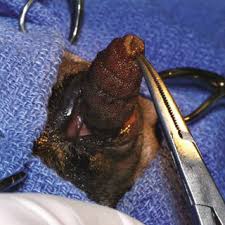 Image result for cuterebriasis in dogs