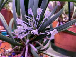 Image result for Podangis dactyloceras