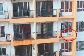 Maybe you would like to learn more about one of these? Pet Negligence Taken To New Heights In Malaysia News Rojak Daily