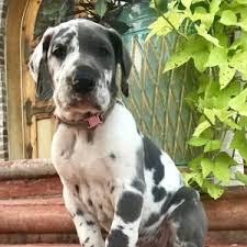 Where we have been raising great danes for over 25 years. Bonnie Great Dane Puppy 602465 Puppyspot
