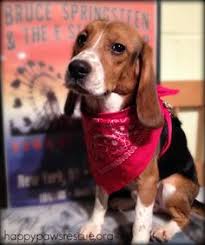 We did not find results for: Happy Paws Rescue Happypawsrescue Profile Pinterest