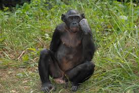 They comfort distressed friends with hugs and other signs of bonobos partner without regard to age, sex, number, or reproductive status. Bonobo Wikipedia