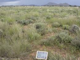 Image result for Eriocephalus luederitzianus