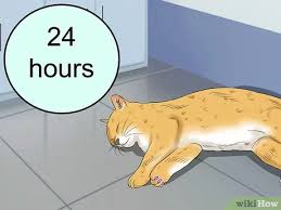 Learn the symptoms, diagnosis and treatment does your cat have diabetes that seems difficult to control or is she drinking much more. How To Treat Cardiomyopathy In Cats 12 Steps With Pictures