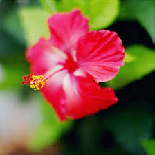 Maybe you would like to learn more about one of these? 50 Most Beautiful Flowers In The World
