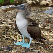 Galapagos Adalari Sizlere Ne Ifade Ediyor Ateizm Ayi Geziler