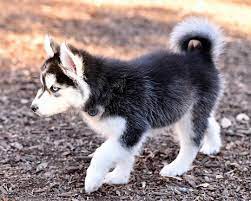Baby Husky Puppy Playing In The Park Stock Photo Download Image Now Istock