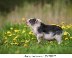 Mini pigs playing in a fieldの画像