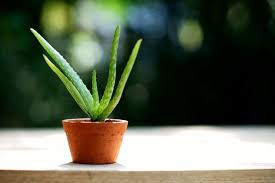 Image result for Aloe