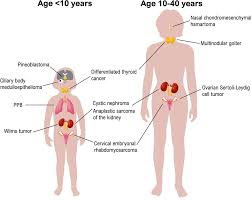 When cancer starts in the thyroid gland, it is called thyroid cancer. Frontiers Dicer1 Syndrome And Cancer Predisposition From A Rare Pediatric Tumor To Lifetime Risk Oncology