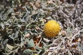 Image result for Cucumis prophetarum