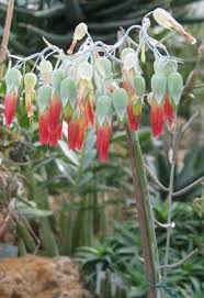 Image result for Kalanchoe latisepala