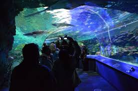 Ripley S Aquarium Toronto Canada Photo Gallery Ripley Aquarium Canada Photos Ripleys Aquarium Toronto