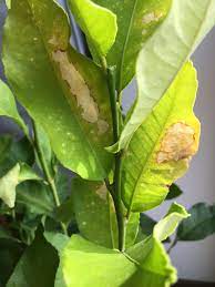 My meyer lemon tree is fruiting! What Is The Problem With The Leaves Meyer Lemon Citrus