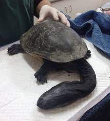 Girraween Veterinary Hospital | Caring For Long-Neck Turtles