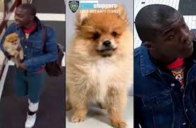 Don't forget to take advantage of our self service dog. Video Man Steals 3 495 Puppy From Manhattan Pet Store Pd