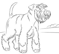 Pin On Schnauzer Love Pet Paw Prints