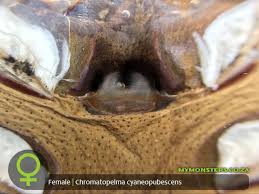 Image result for Spermacoce sphaerostigma