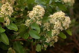 Image result for Galpinia transvaalica