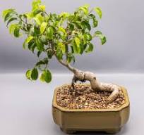 Ficus Too Little Bonsai - Killian Growers Nursery