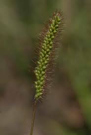 Image result for Setaria pumila