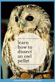 owl pellet activity for kids