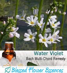 Olive Flower Remedy Dr Darla Nofziger Nd