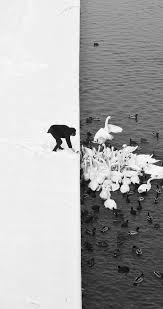 Beautiful Black And White Art Photography A Man Feeding Swans In The Snow In Krakow Poland See More Pictures White Photography Art Photography Photo Art