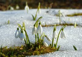 crocus