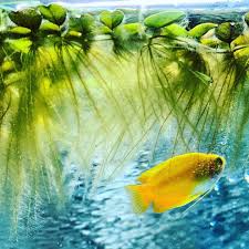 Little Yellow Gourami And Floating Plants In 2020 Tropical Fish Aquarium Floating Plants Tropical Fish