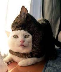 pin von karen harp auf crazy cats katzen lustige katzen katzen bilder